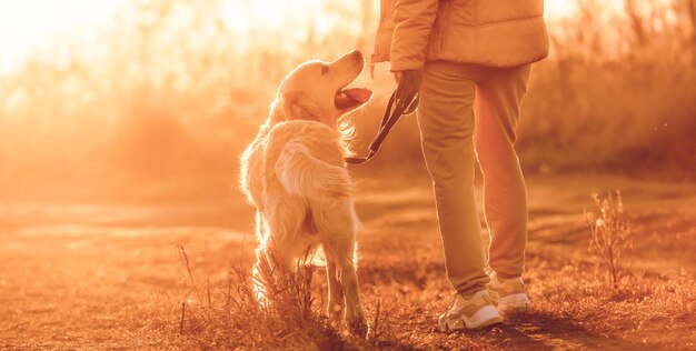 Meisje wandelen met golden retriever hond met zonsondergang licht buitenshuis Jonge vrouw met hondje huisdier labrador in de natuur in de herfst