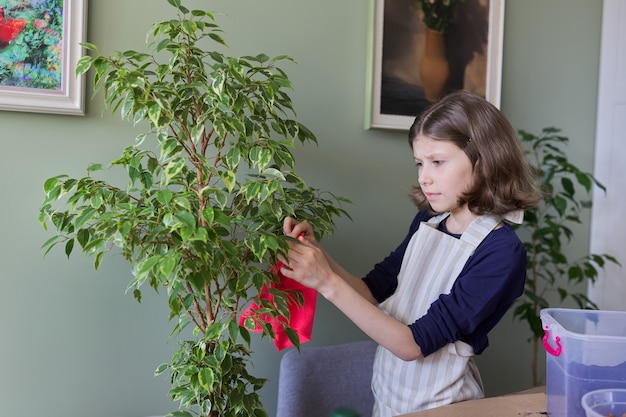 Meisje zorgt voor kamerplant, kind veegt stof van ficusbladeren. Verzorging, hobby, kamerplant, potvrienden, kinderconcept