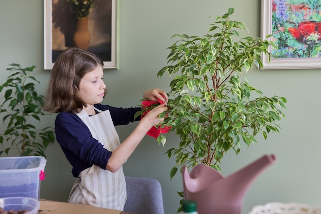 Meisje zorgt voor kamerplant, kind veegt stof van ficusbladeren. verzorging, hobby, kamerplant, potvrienden, kinderconcept