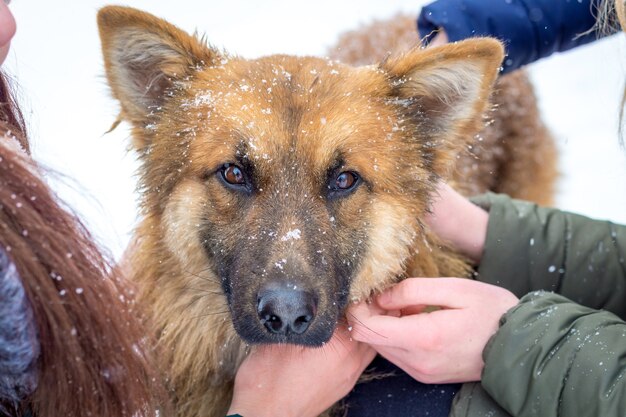 Meisjes strelen de rode hond. Liefde voor dieren. Mensen en dieren zijn vrienden_