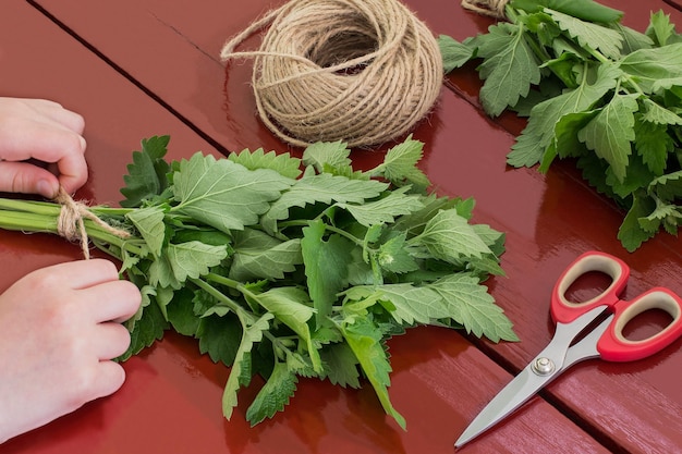 Meisjesbind van melissa officinalis in bundels