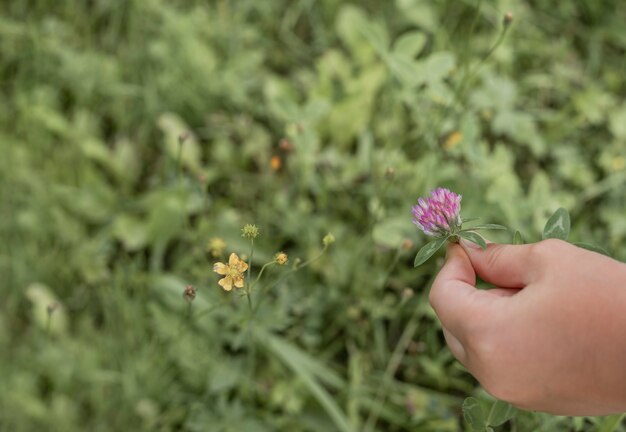 Meisjeshand die violette klaverbloem over groen wazig gras houden in de zomer copyspace voor tekst