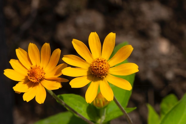 Melampodium butter daisy, mini fiore del sole, fiore giallo rudbeckia, heliopsis helianthoides, che fiorisce verso il cielo, a fuoco poco profondo