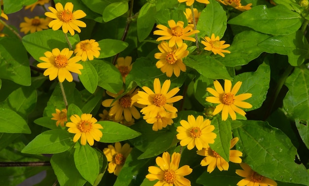 Melampodium Butter Daisy, minizonbloem, gele bloem Rudbeckia, Heliopsis helianthoides, bloeiend naar de hemel, in ondiepe focus