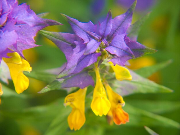 Photo melampyrum velebiticum