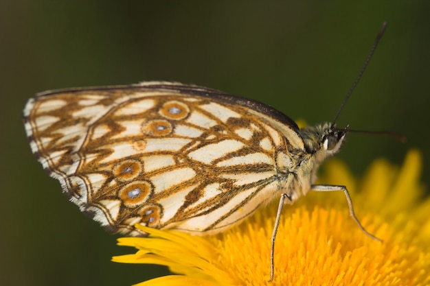 Melanargia 나비