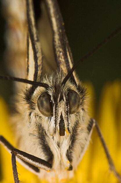 Melanargia 나비