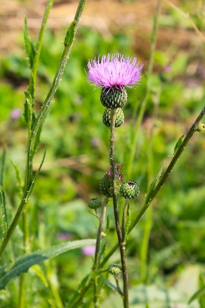 Melancholische distel (Cirsium Heterophyllum)