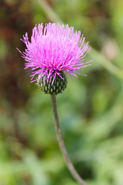 Melancholische distel cirsium heterophyllum