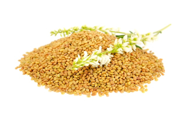 Melilotus officinalis seeds isolated on white background, top view. Seeds and plant of white sweet clover on a white background, top view. Pile of sweet clover seeds isolated on white background.