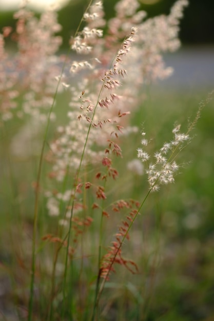 Melinis repens is a species of grass known by the common names rose Natal grass, Natal red top,