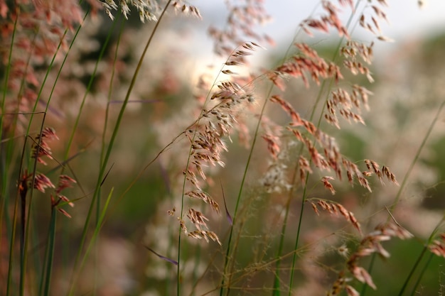 멜리니스 레펜스(Melinis repens)는 일반적인 이름인 로즈 나탈 그라스, 나탈 레드 탑,