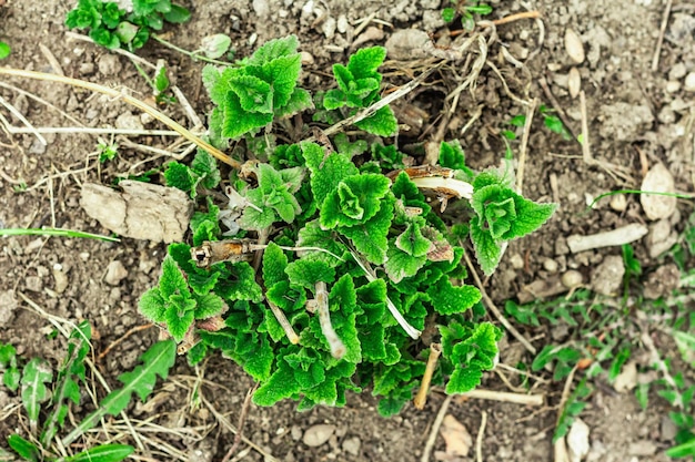 Melissa bush grows in the garden Growing seedlings of young lemon balm Garden conceptual background