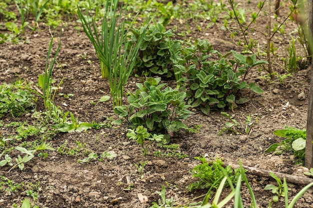 Melissa bush grows in the garden Magnificent leaves of young lemon balm Spring in the garden