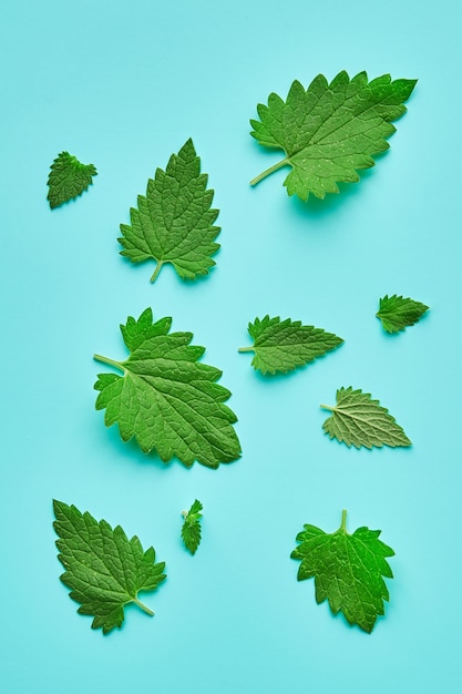 Melissa or leaf lemon balm isolated. Lemon balm leaves of different sizes isolated. Composition of melissa or lemon balm.