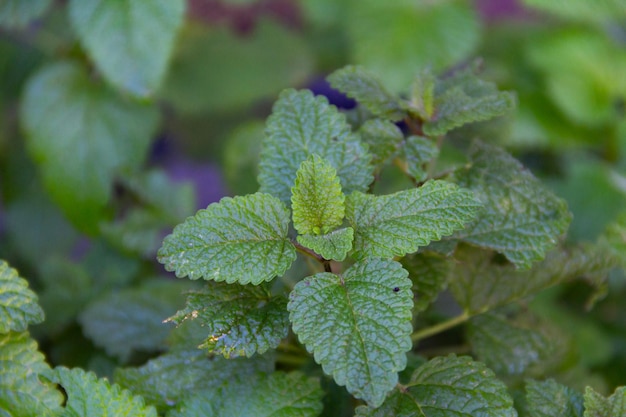 Melissa mint leaves fresh from the garden