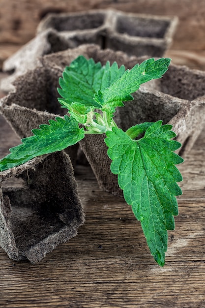 Melissa officinalis herb on wooden table top