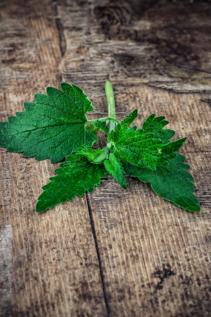 Melissa officinalis kruid op houten tafelblad