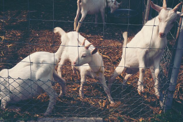 Melkgeit in boerderij, biologische melkgeit