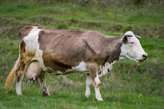 Melkkoe die gras eet op de groene weide Bruine koe die vers gras graast op de weide Melkkoe op het veld in de lente