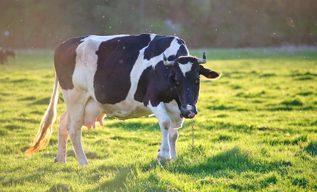 Melkkoe grazen op groene boerderijweide op zomerdag voeden van vee op landbouwgrondgrasland