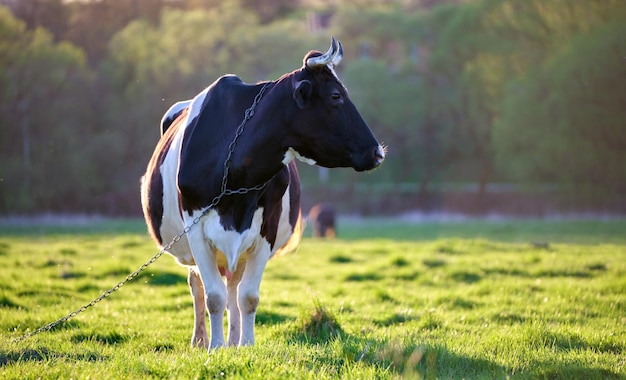 Melkkoe grazen op groene boerderijweide op zomerdag Voeden van vee op landbouwgrondgrasland