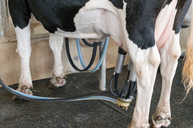 Melkkoe. koe in een boerderij