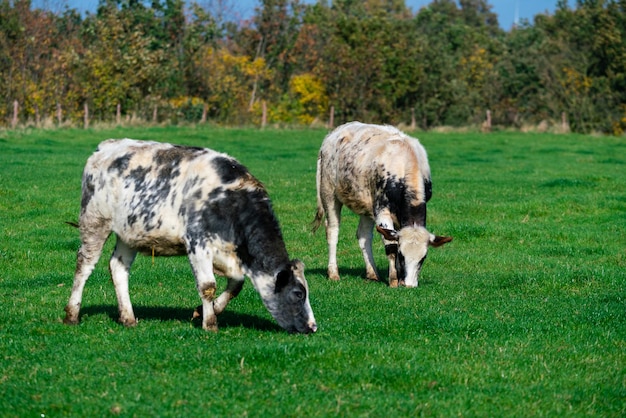 Melkkoeien grazen op weelderige groene weiden