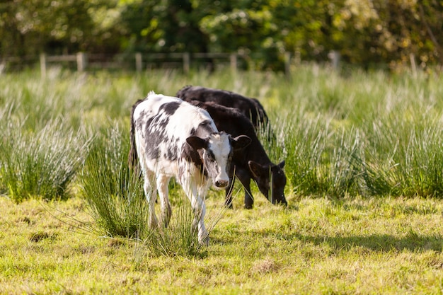 Melkkoeien lopen door een groene weide, met bomen