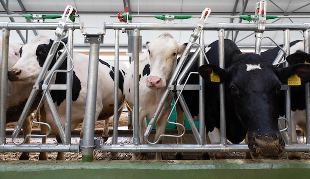 Melkkoeien op een moderne hightech boerderij