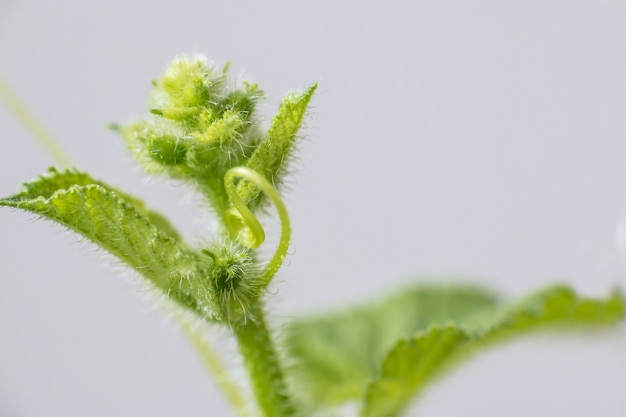 Mellon Spring bud. Composition of nature