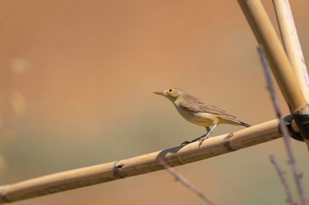 Melodious warbler Hippolais polyglotta Cordoba Spain