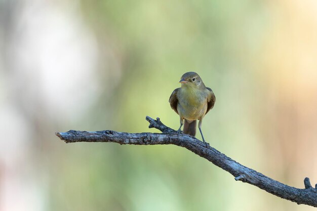 Melodious warbler (Hippolais polyglotta) 말라가, 스페인