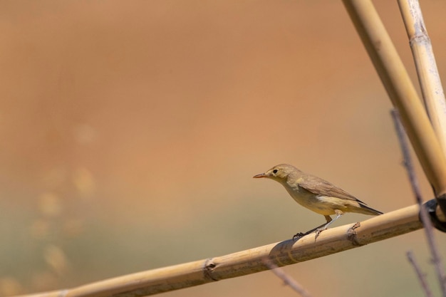 Melodious warbler (Hippolais polyglotta) 말라가, 스페인