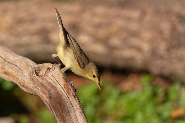 Melodious warbler (Hippolais polyglotta) 말라가, 스페인