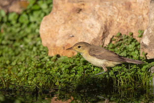 メロディアス ウグイス (Hippolais polyglotta) マラガ、スペイン