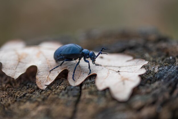 Photo meloe violaceus the violet oil beetle