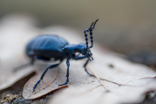 Photo meloe violaceus the violet oil beetle