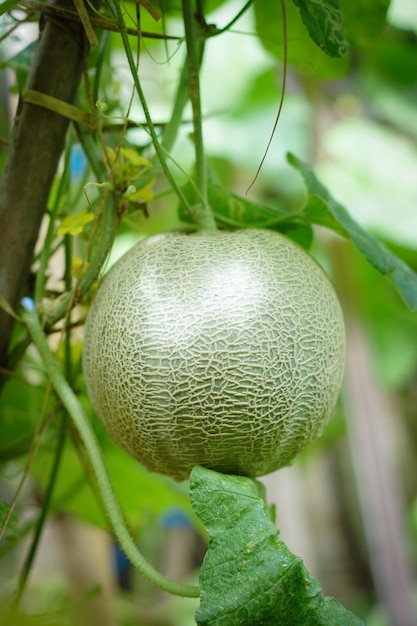 meloenen aan boom in de tuin