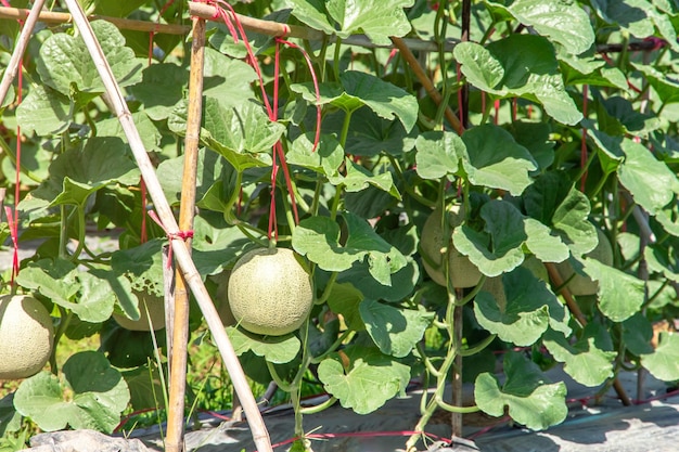 Meloenen in de tuinJapanse meloenboom groeit in de tuinMeloenvruchten en meloenplanten in een moestuin