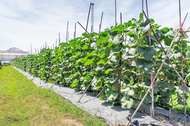 Meloenen in de tuinJapanse meloenboom groeit in de tuinMeloenvruchten en meloenplanten in een moestuin