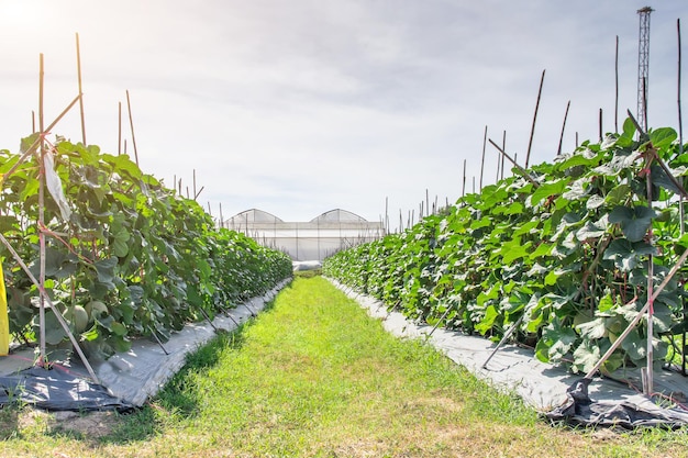 Meloenen in de tuinJapanse meloenboom groeit in de tuinMeloenvruchten en meloenplanten in een moestuin