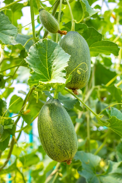 Meloenplant in een moestuin op zonnige dag