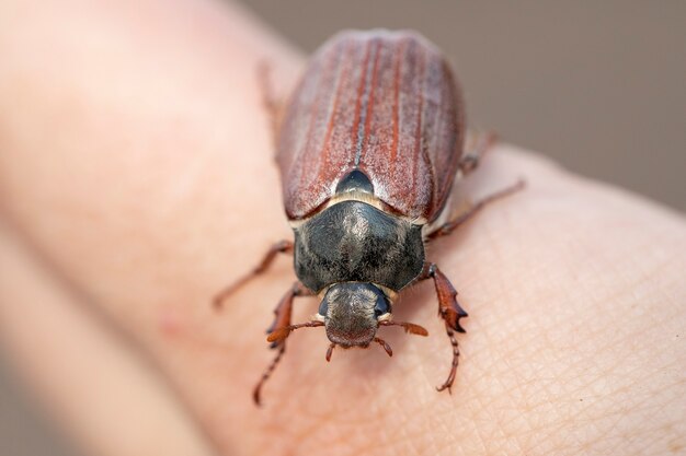 Melolontha beetle on a man's hand