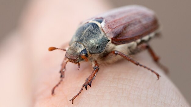 Scarabeo melolontha sulla mano di un uomo