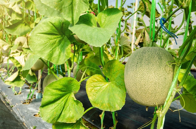 Melon or Cantaloupe fruit on its tree