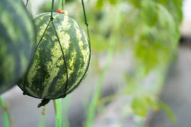 Photo melon cultivation in the greenhouse