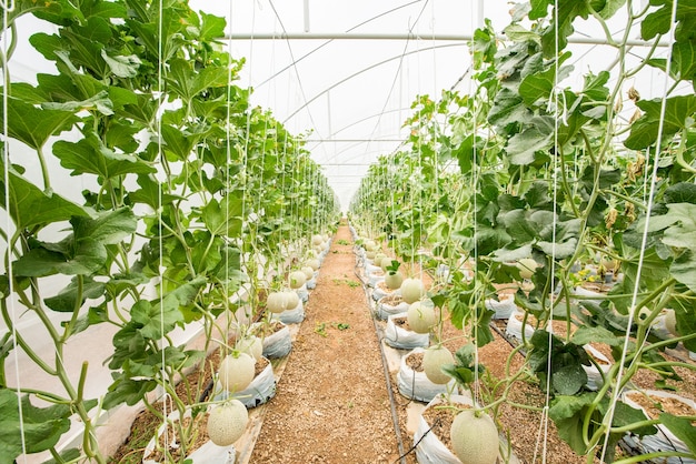 Melon farm plantation