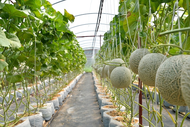 Melon Farm