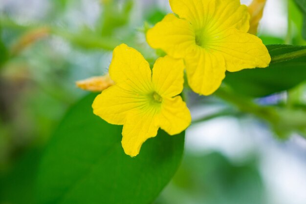 有機植物園の緑の葉とメロンの花黄色